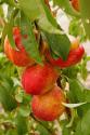 Edible Summer Beauty